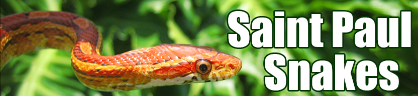 Saint Paul snake